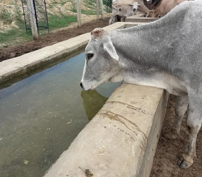 Another Recovery Case