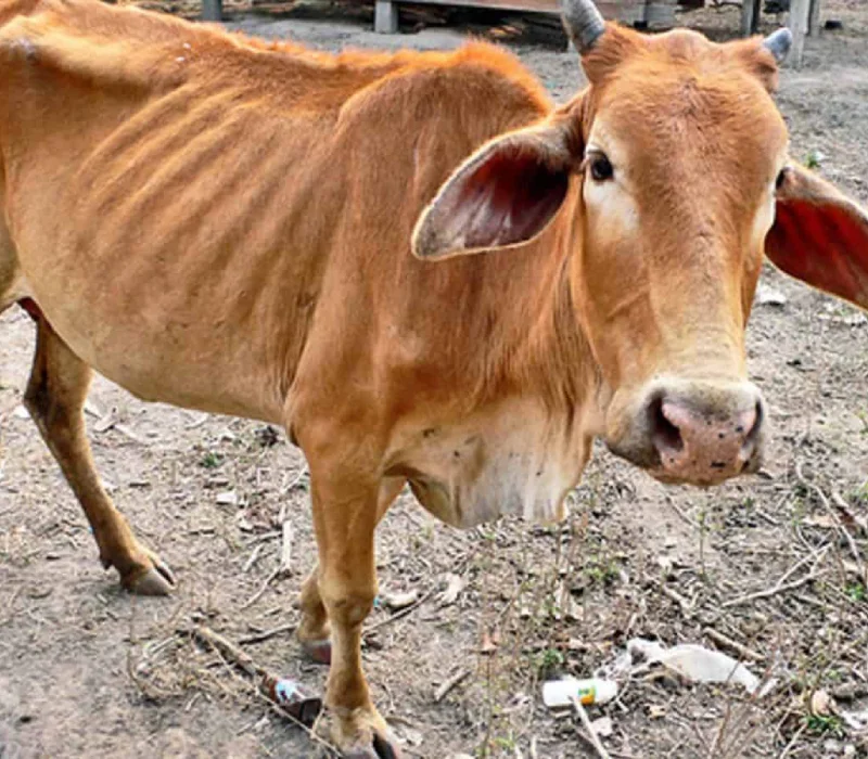 Fully Recovered Cow