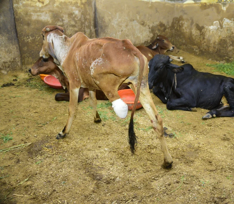 Injured Cow Before